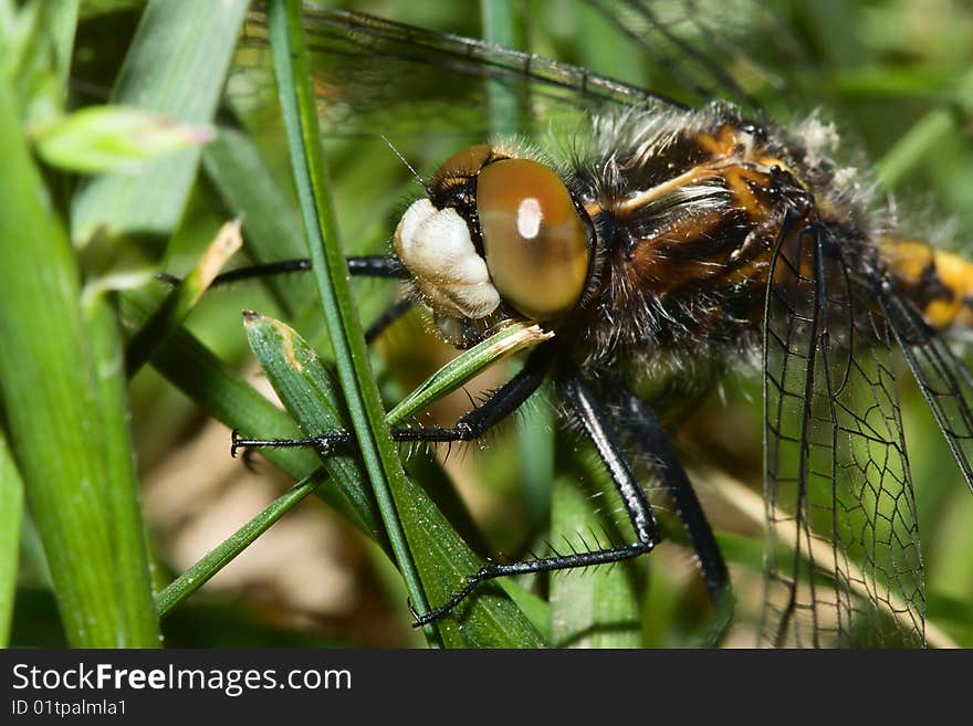 Dragonfly Hanging On To Grass Blades