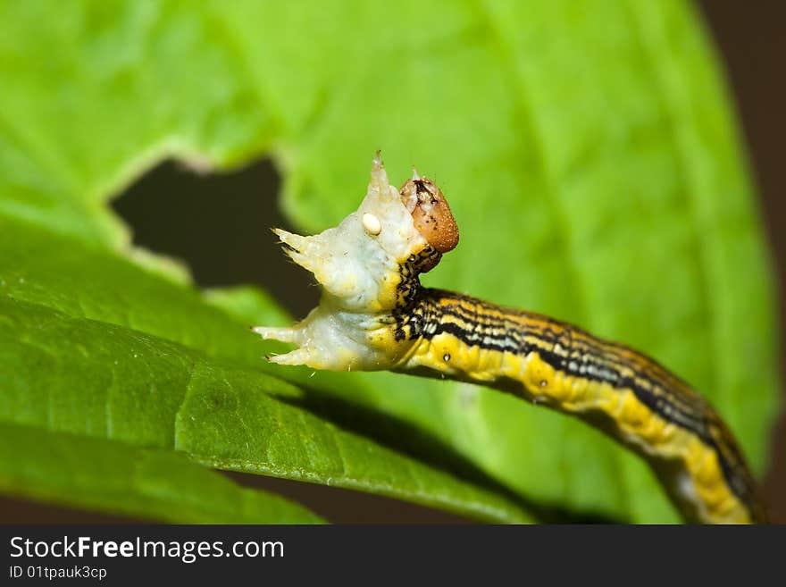 Inch Worm On A Leaf