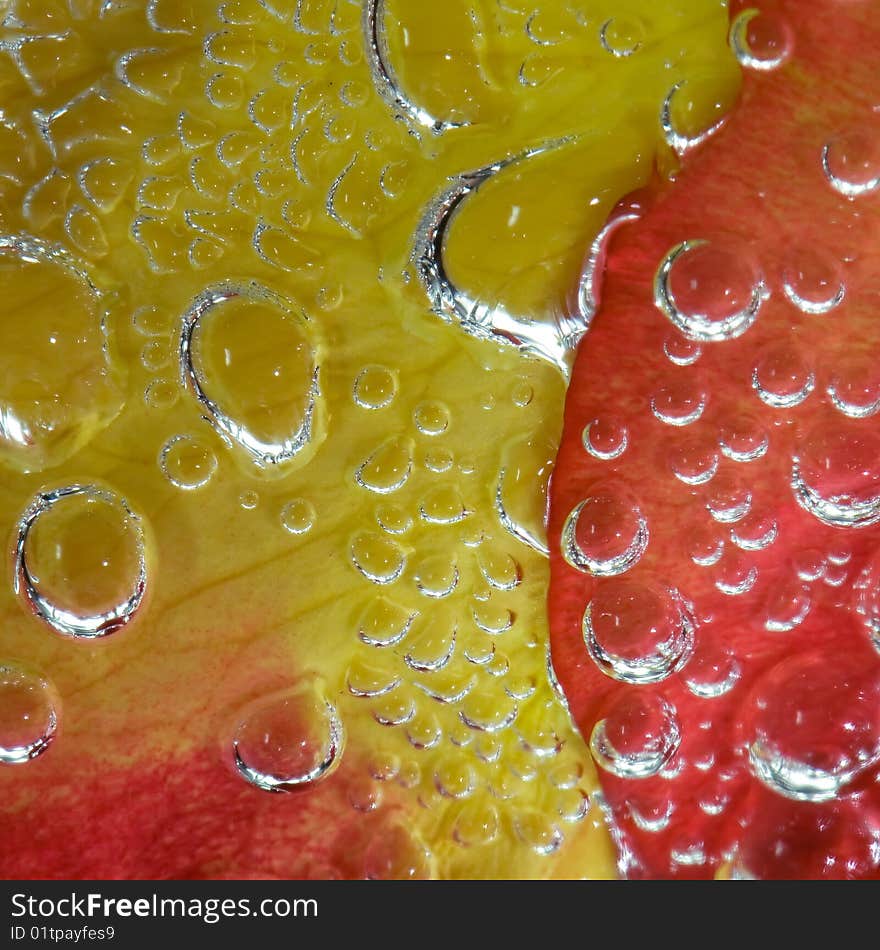 Macro studio photo of a rose evolved in bubbles. Macro studio photo of a rose evolved in bubbles