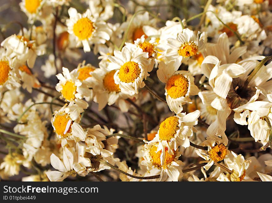 A Heap of dry camomiles