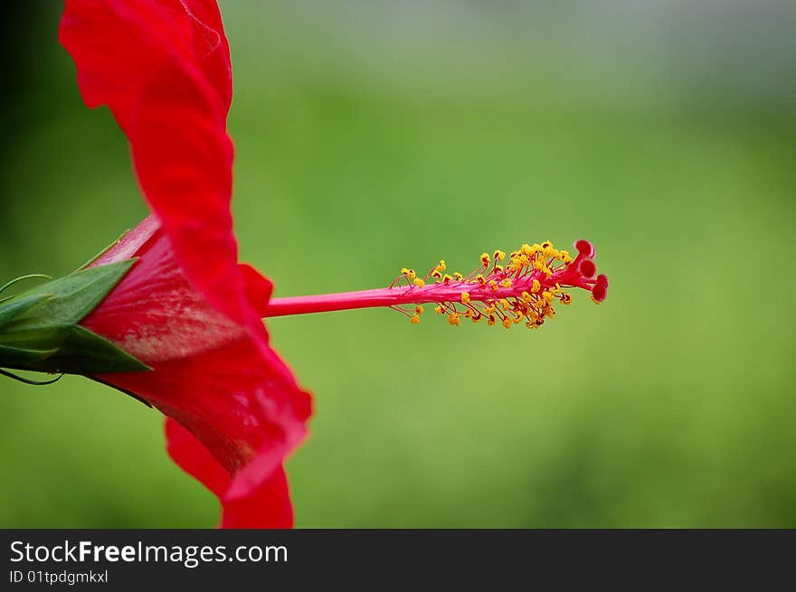 Close-up of a red Hibiscus flower.