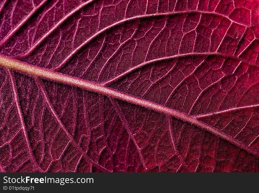 Underside of deep red leaf