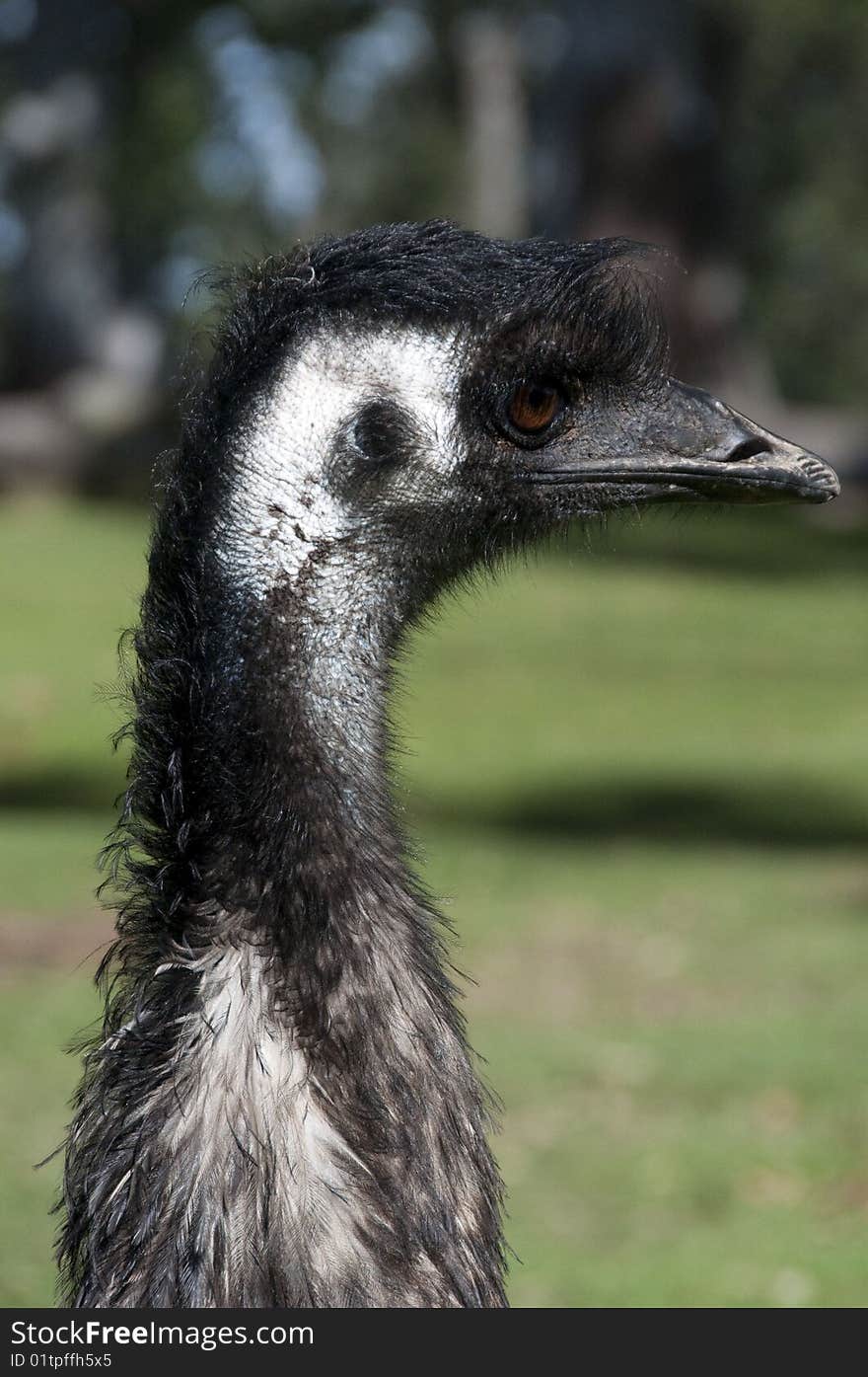 Stock photo of the head of an Australian emu