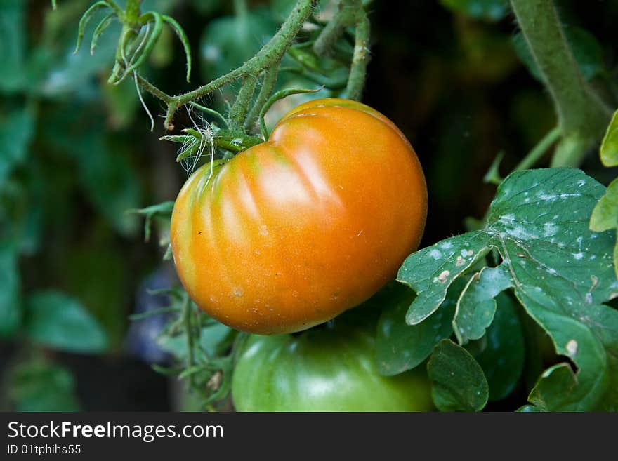 The mature tomato hangs on a branch