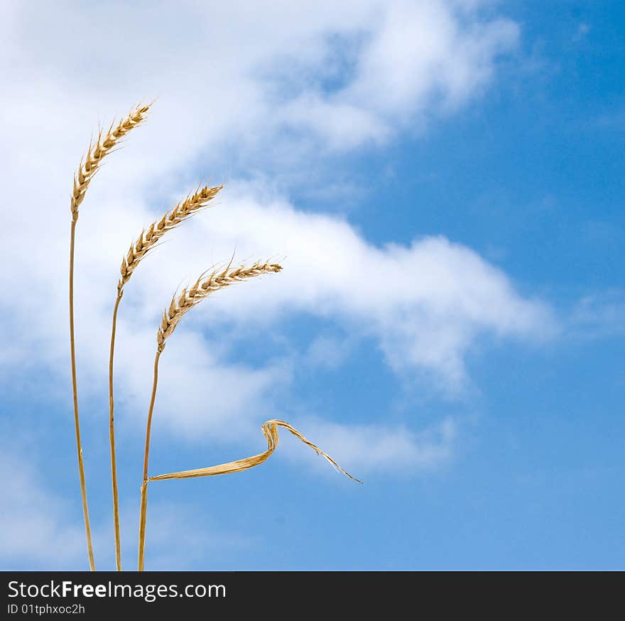 Wheat on sky background