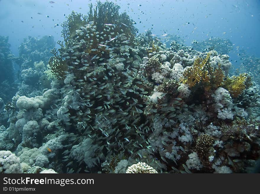 Glassfish and coral