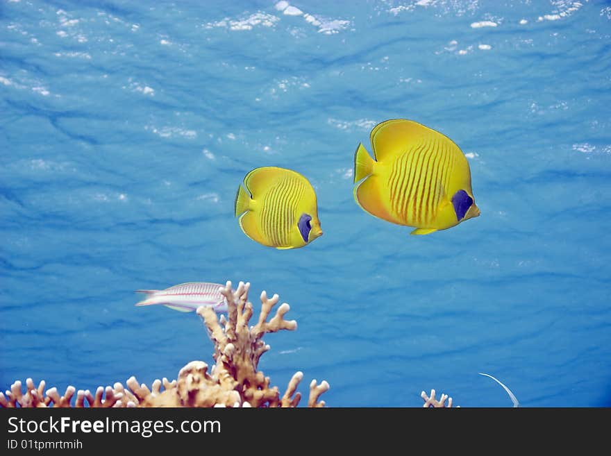 Masked butterflyfish