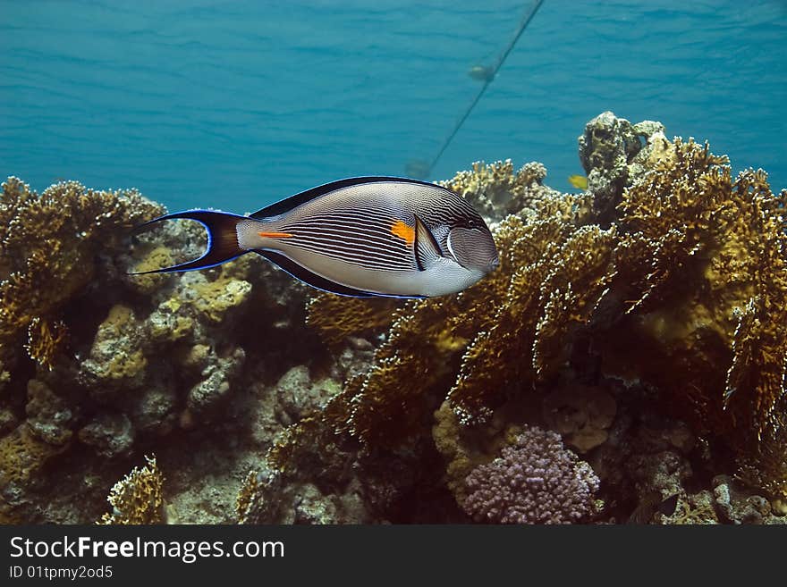 Sohal surgeonfish