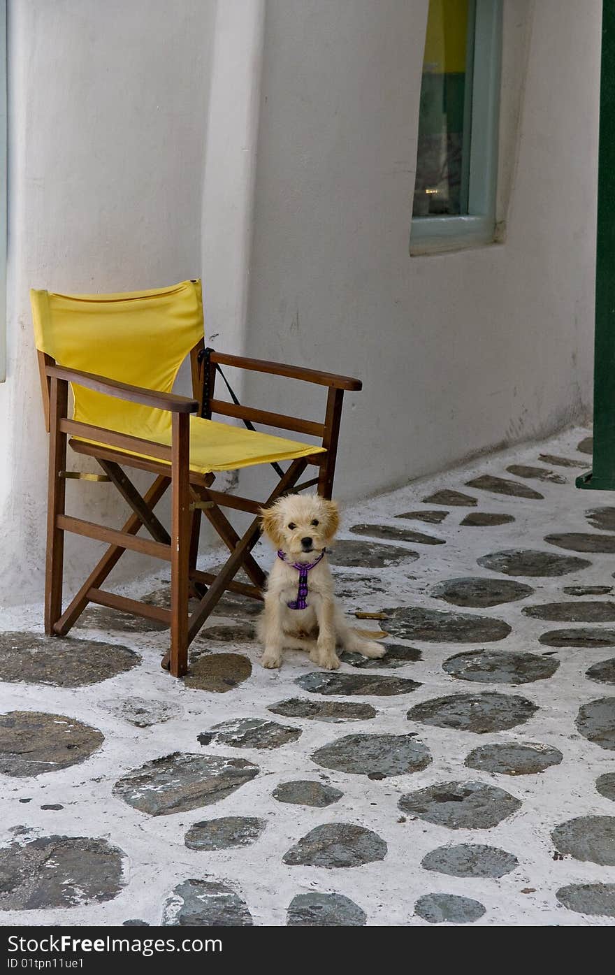 A lonely tied up dog looking at onlookers from a yellow chair on the street. A lonely tied up dog looking at onlookers from a yellow chair on the street