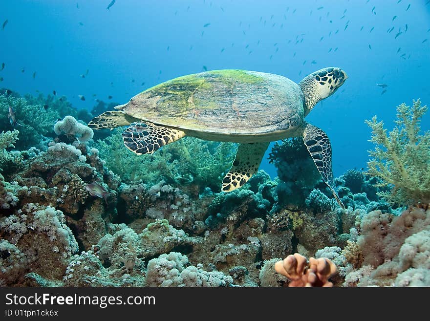 Hawksbill turtle in the red sea.