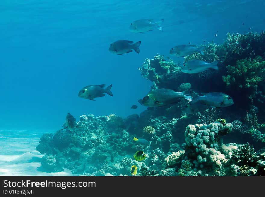 Coral And Fish