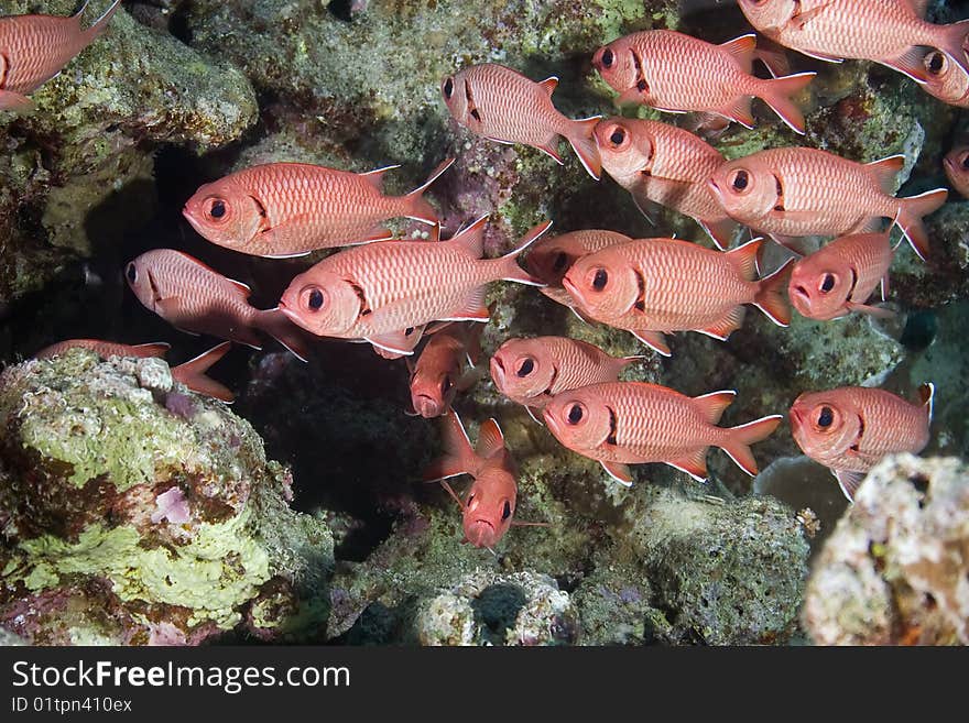 Blotcheye soldierfish in the red sea.