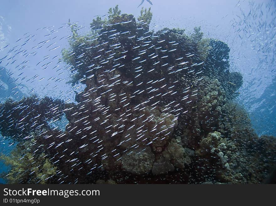 Coral and fish