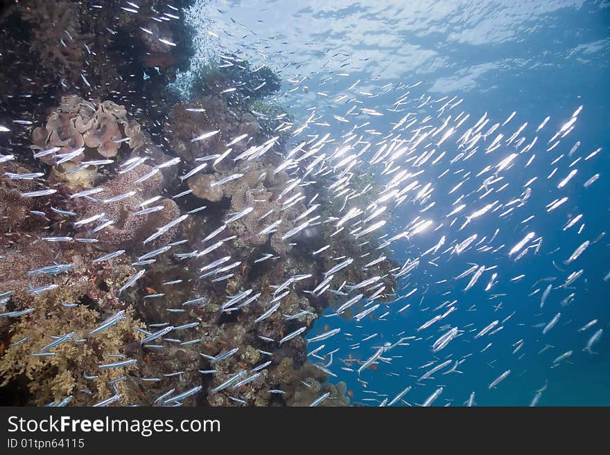 Coral and fish in the red sea.