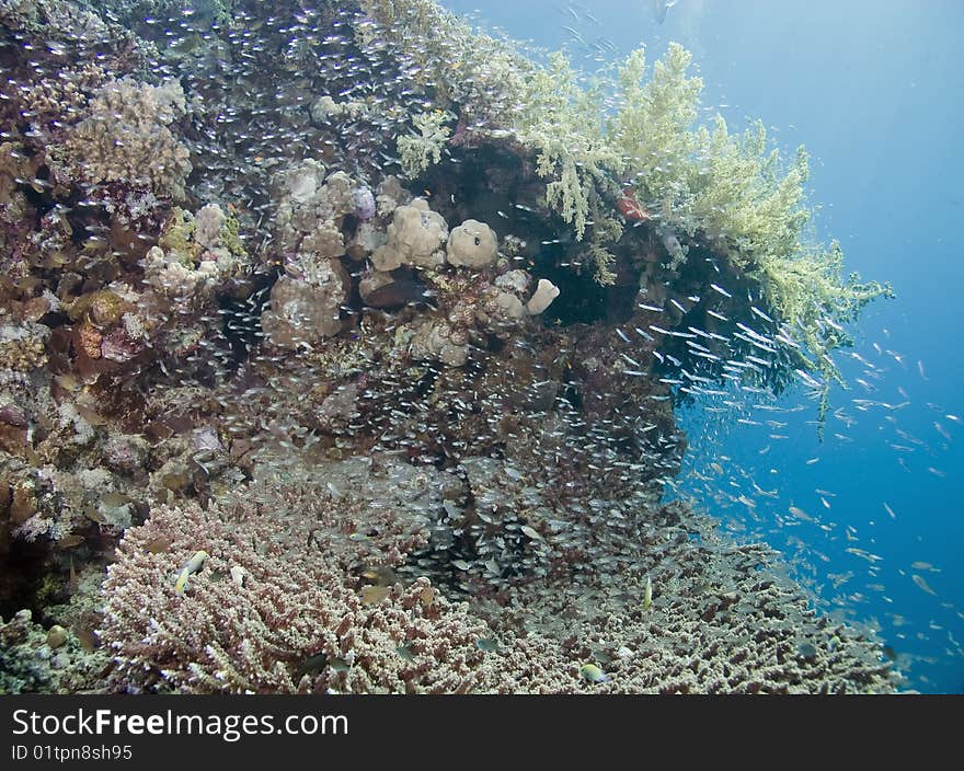 Coral And Fish