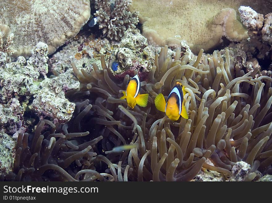 Bubble Anemone And Anemonefish