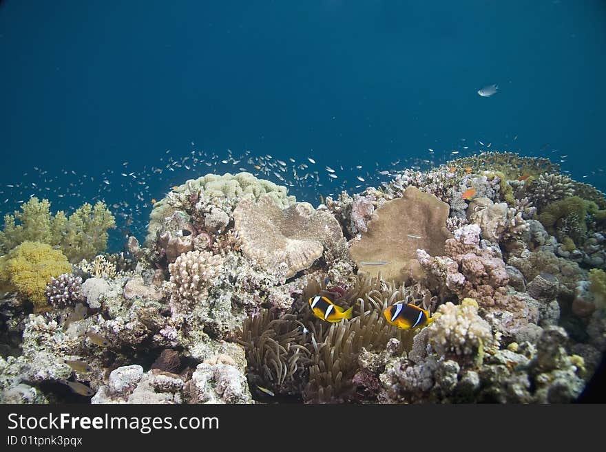 Coral And Fish