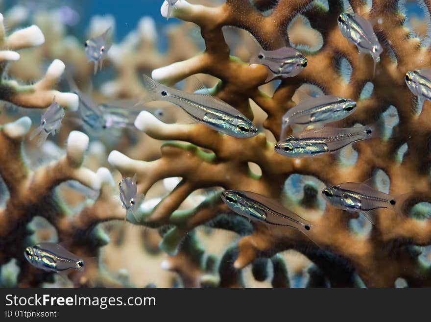 Two-lined cardinalfish in the red sea.