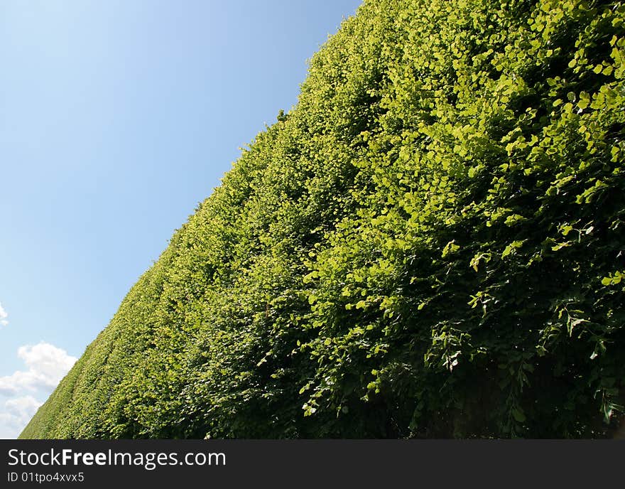 Summer tree against blue sky with white cloud background