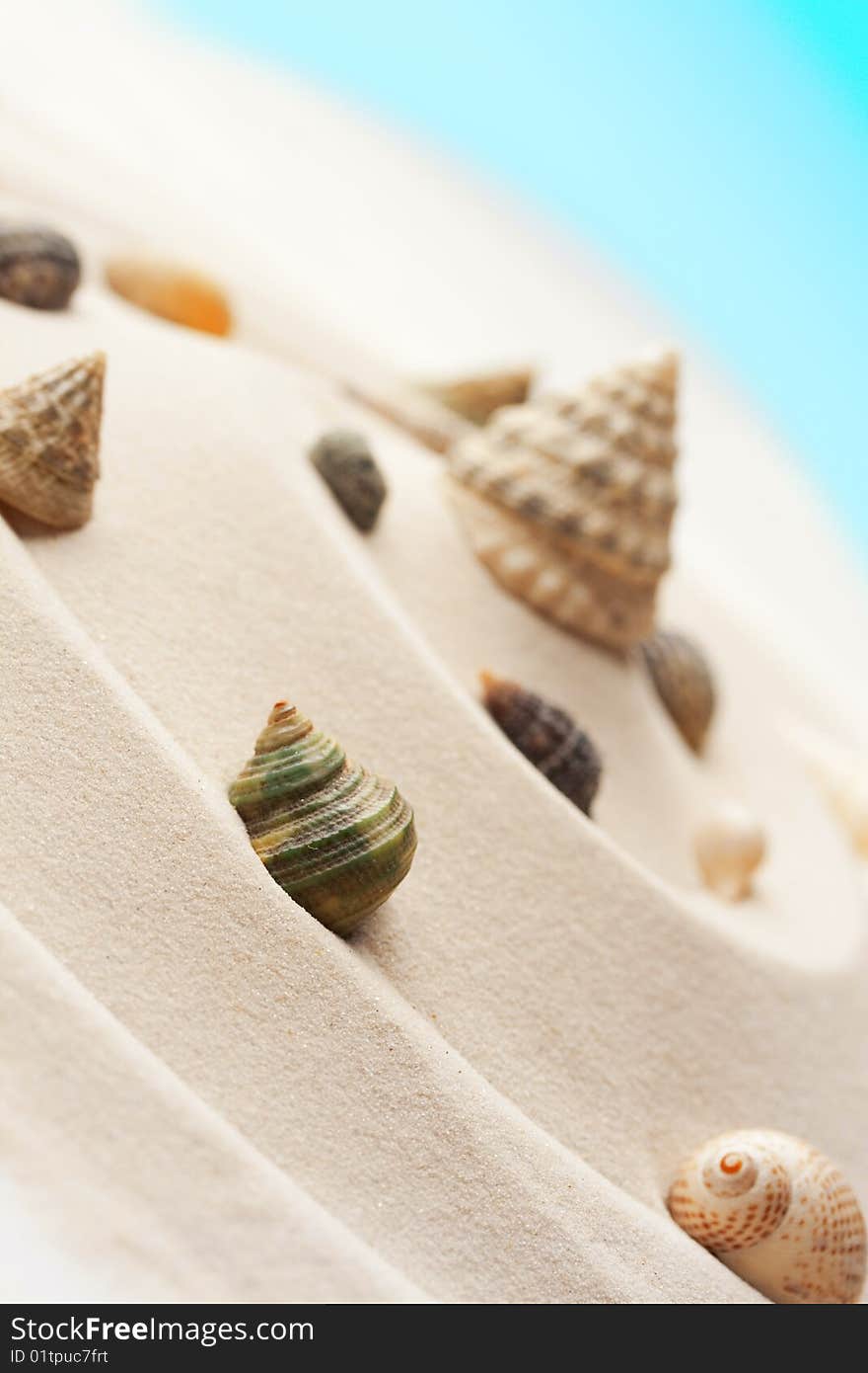 Cockleshells arrangement on fine sand. Cockleshells arrangement on fine sand