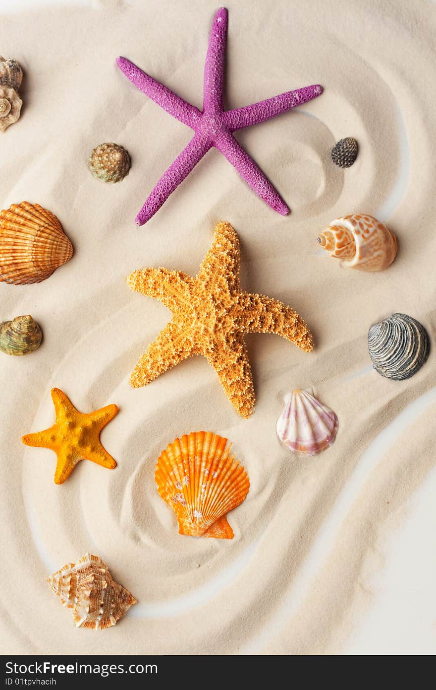 Colorful seashells and starfishes on the sand. Colorful seashells and starfishes on the sand