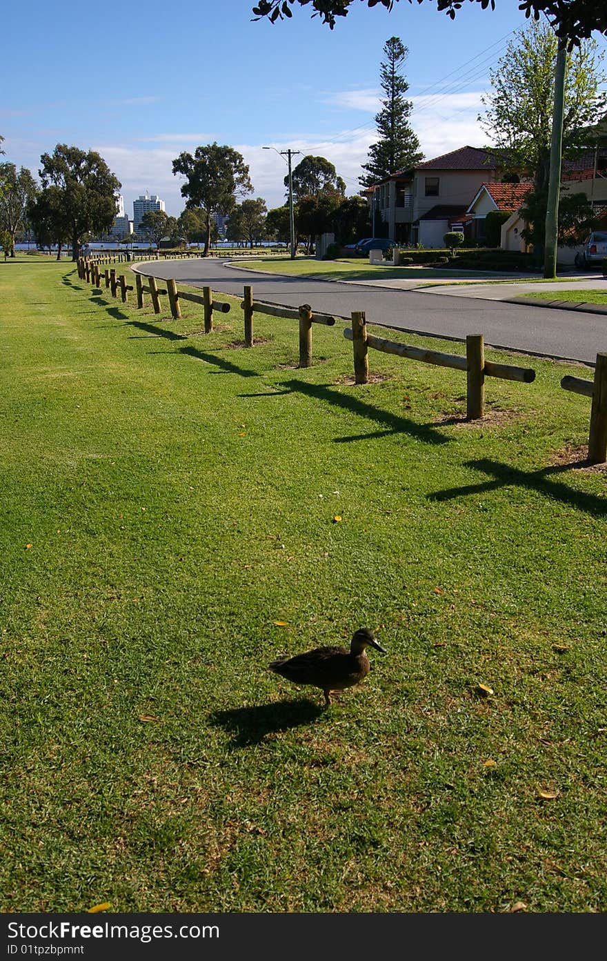 Sunny Morning In Perth