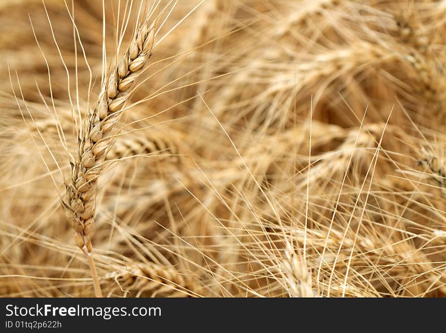 Closeup of wheat ear on background with farm field. Closeup of wheat ear on background with farm field