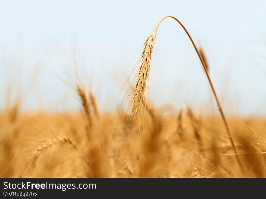 Yellow grain ready for harvest growing in a farm field. Yellow grain ready for harvest growing in a farm field