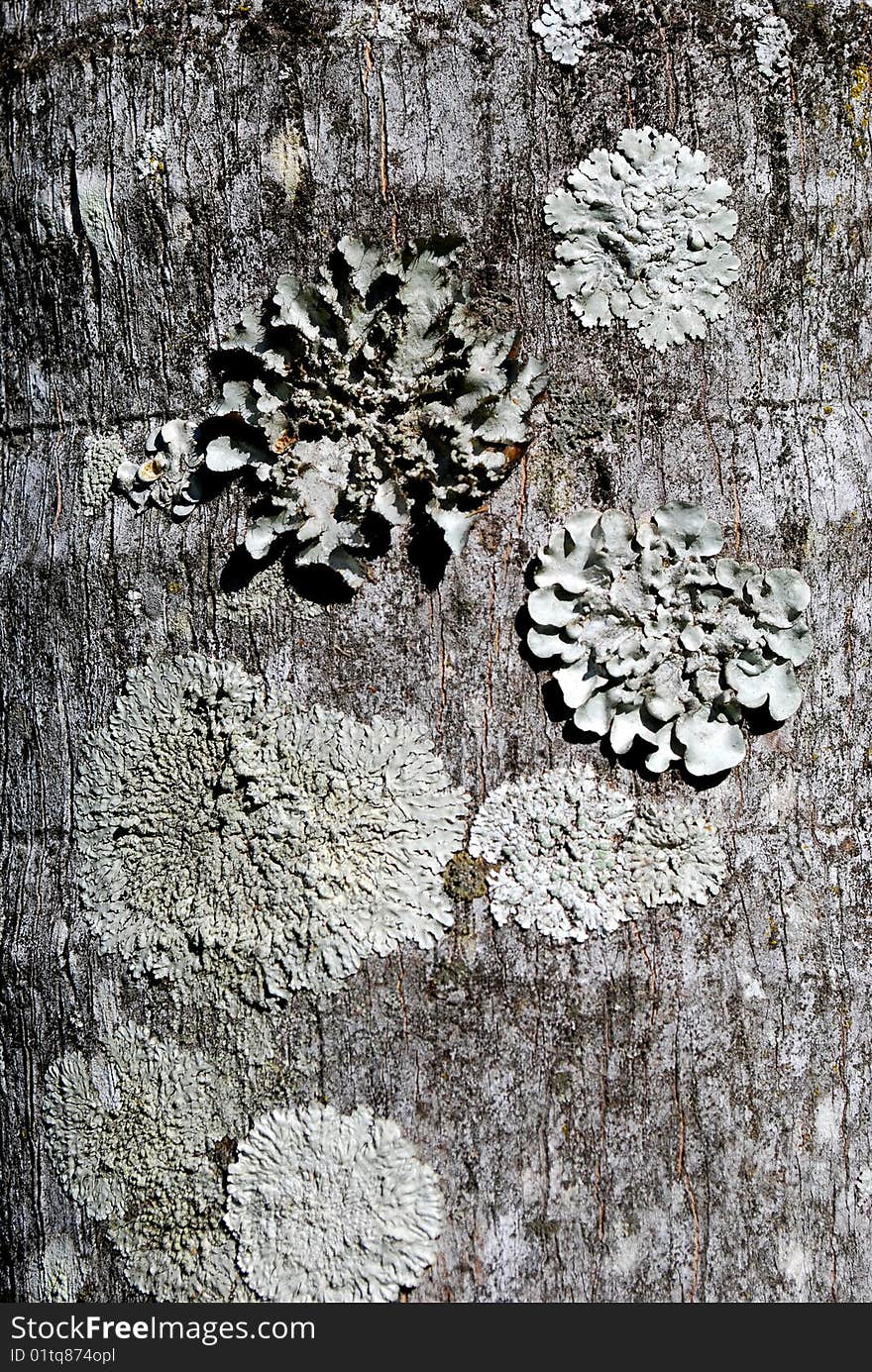 Grey moss growing on trunk of a palm tree. Grey moss growing on trunk of a palm tree