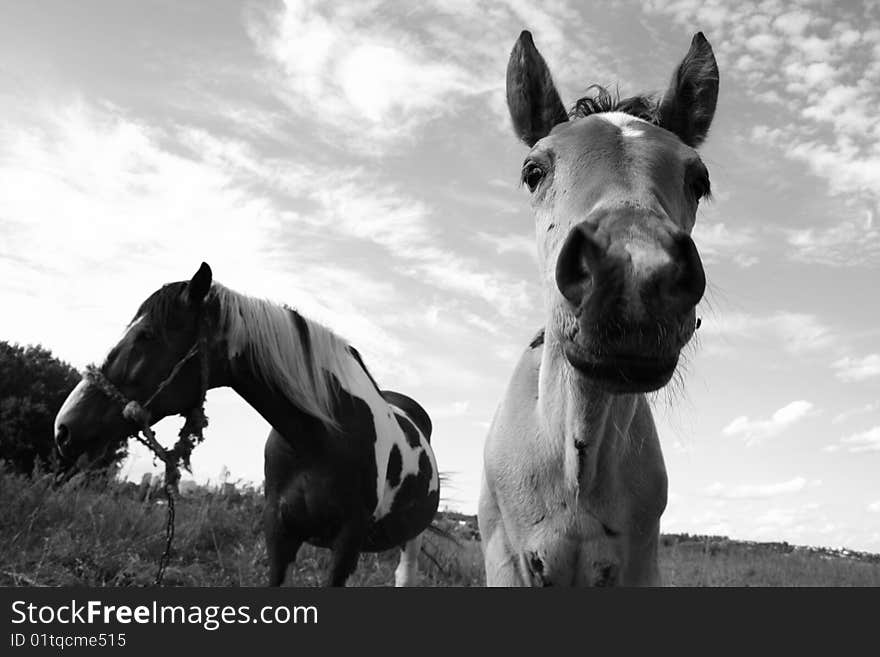 A foal on a pasture with its mother in the background in black and white. A foal on a pasture with its mother in the background in black and white