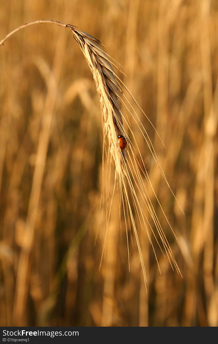 Ear Of Rye With A Ladybug On It. Ear Of Rye With A Ladybug On It