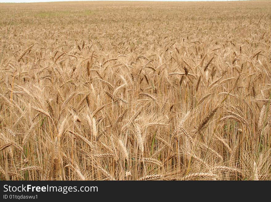 Field Of Cereal