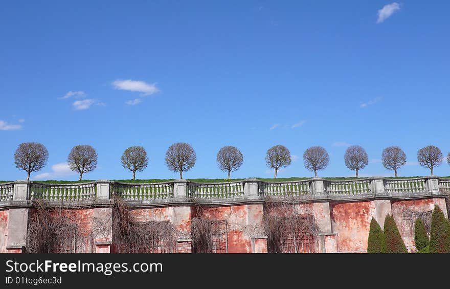 Line Of Tree, St.Petersburg