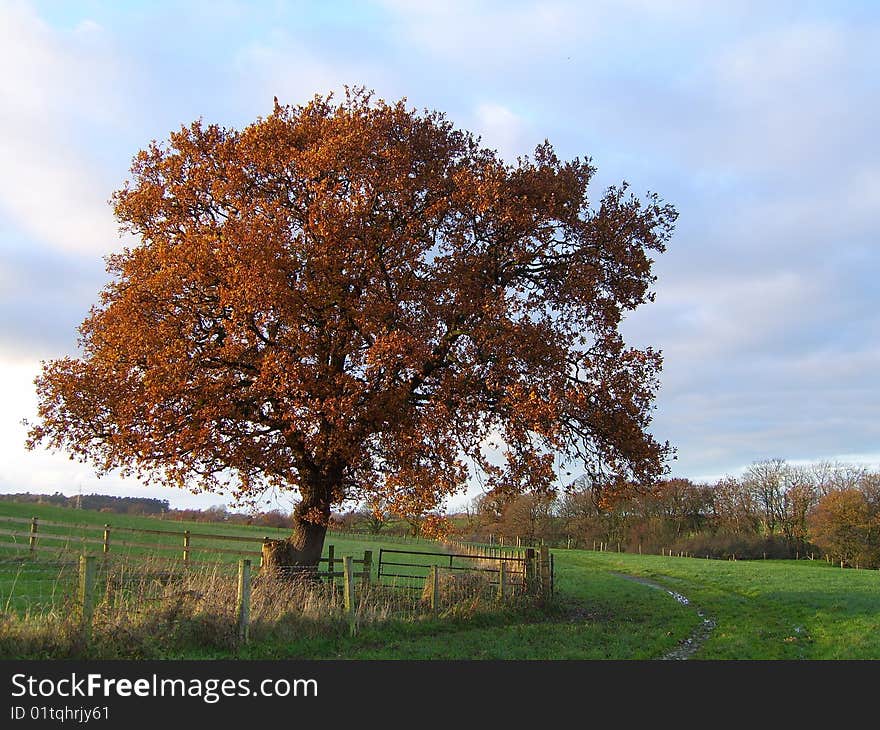 Tree in Autumn