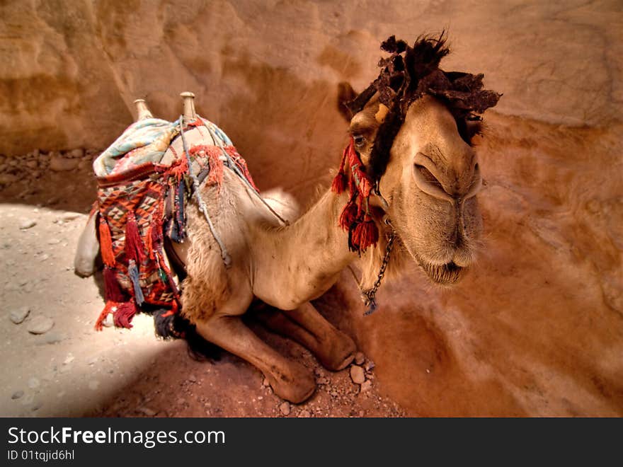 Camels in Petra reserve. Jordan.