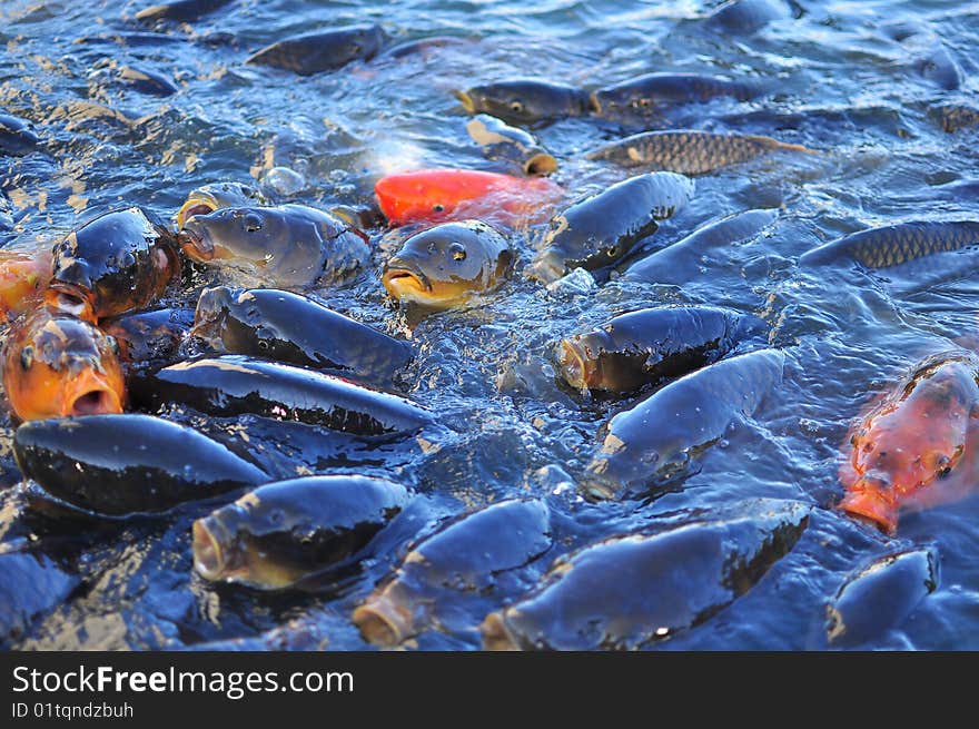 Ornamental fish in the city pond fighting for food even at seeing the photographer. Ornamental fish in the city pond fighting for food even at seeing the photographer