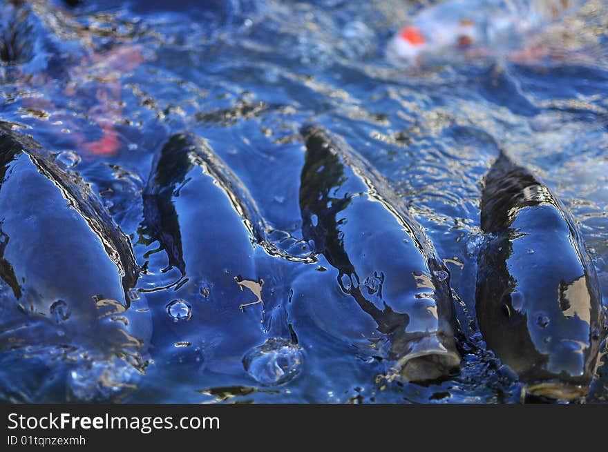 Ornamental fish in the city pond fighting for food even at seeing the photographer. Ornamental fish in the city pond fighting for food even at seeing the photographer