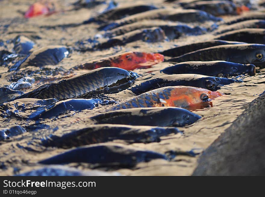 Koi Carp Fish