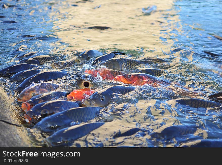 Ornamental fish in the city pond fighting for food even at seeing the photographer. Ornamental fish in the city pond fighting for food even at seeing the photographer