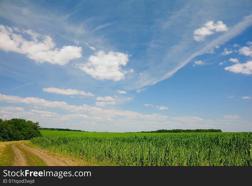 Clouds Above The Corn Field