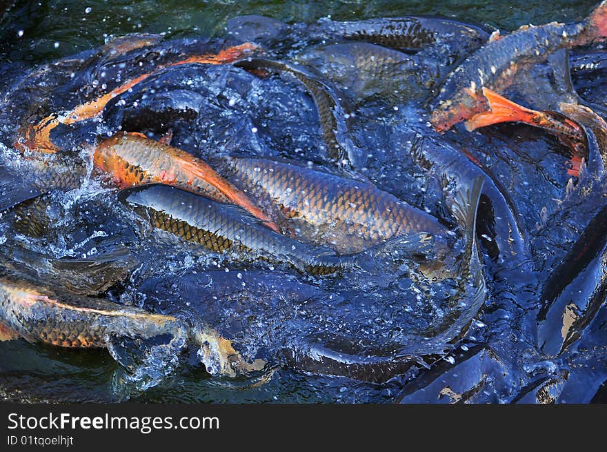 Ornamental fish in the city pond fighting for food even at seeing the photographer. Ornamental fish in the city pond fighting for food even at seeing the photographer