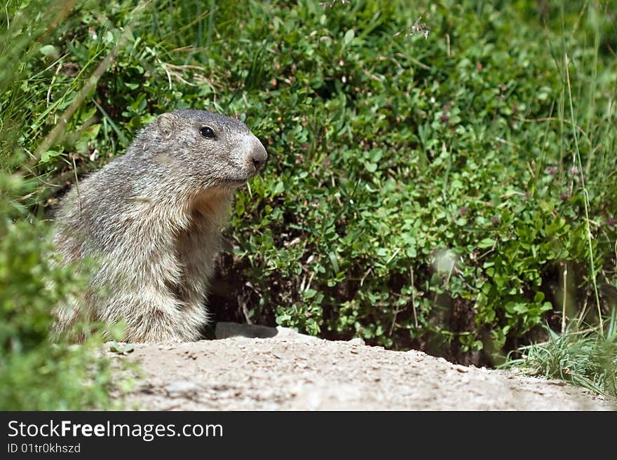 Marmot in the nature