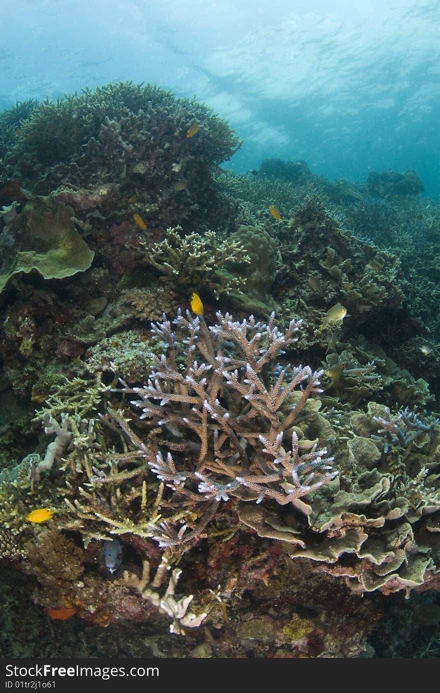 Staghorn coral on a prolific reef in the waters off Cebu Philippines. Staghorn coral on a prolific reef in the waters off Cebu Philippines