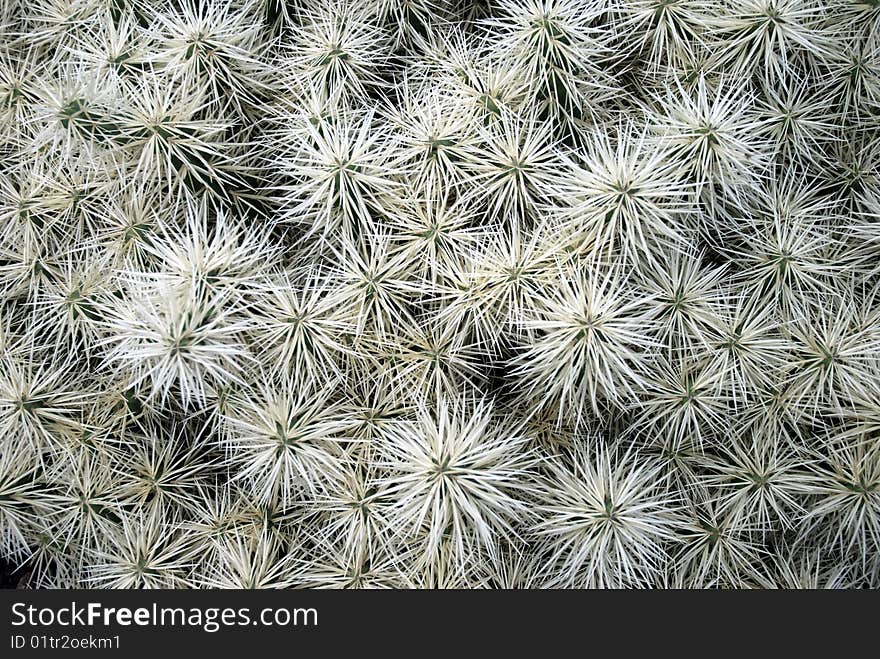 White Cactus -very sharp background