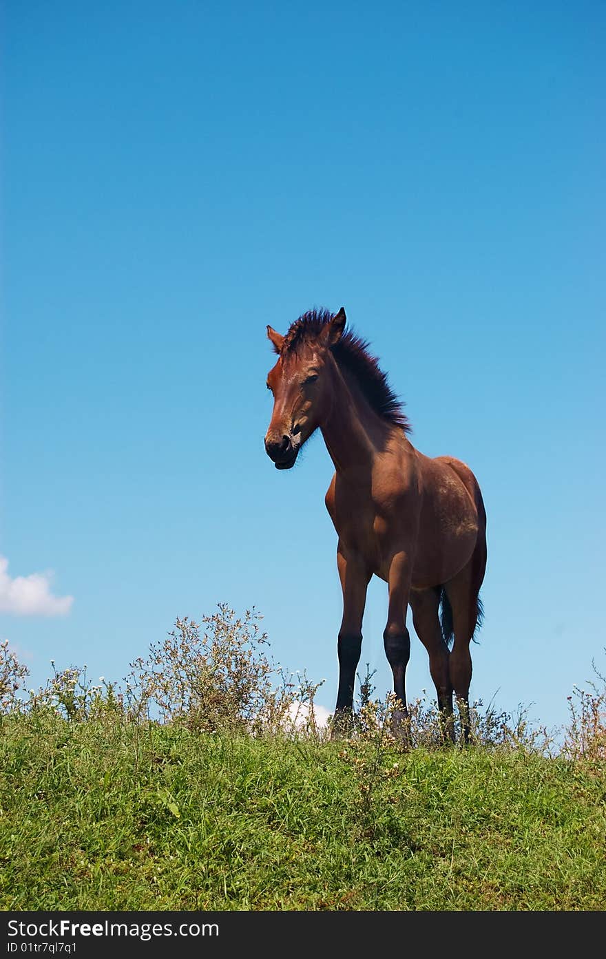 Brown horse grazing over blue sky