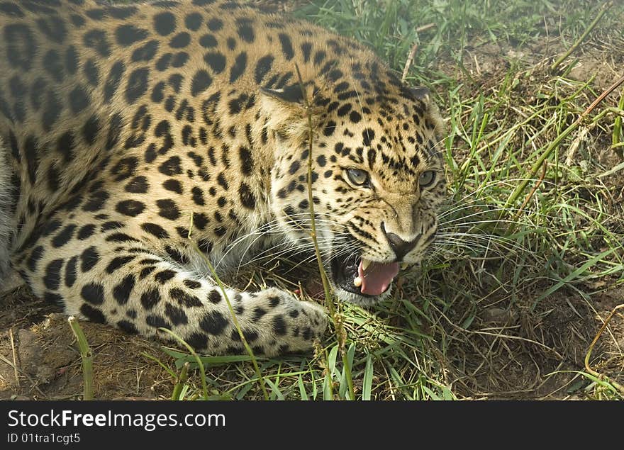 Amur Leopard (Panthera Pardurs Amurensis} from Asia Snarling.