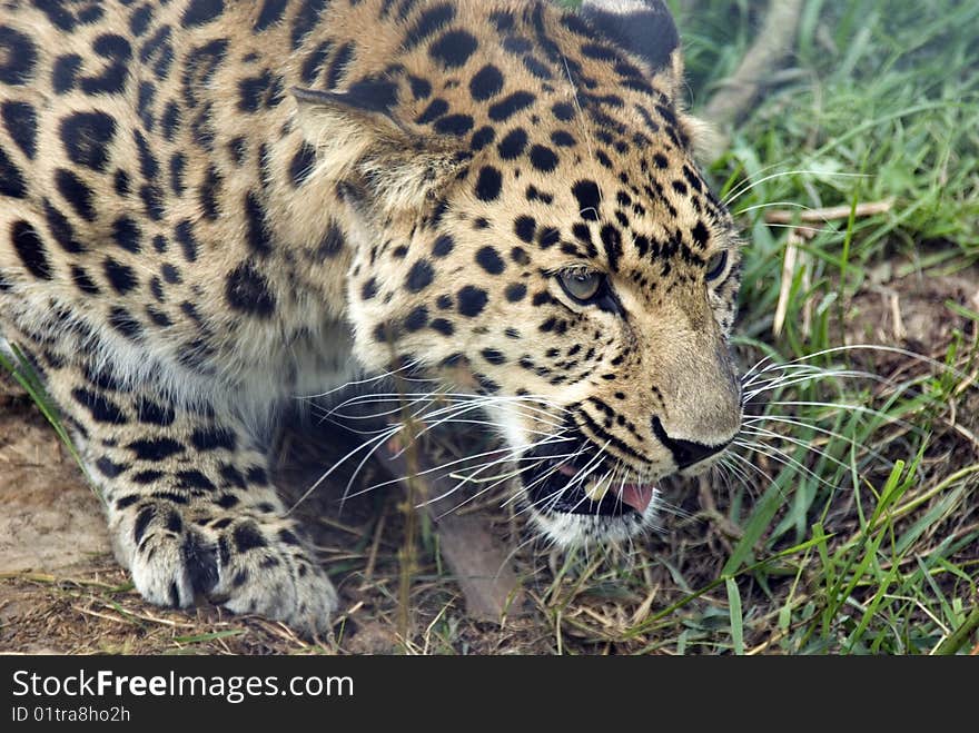 Amur Leopard stalking it's prey.