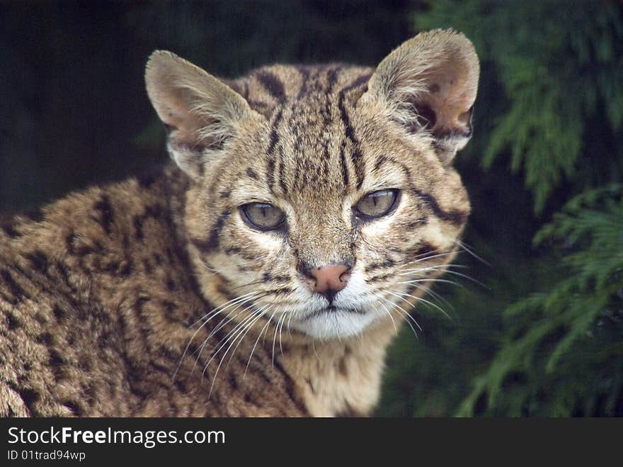 Portrait of the Geoffroy's Cat (Leopardus Geoffroyi) from South America.