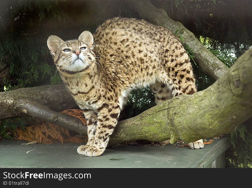 The South American Geoffroy's Cat (Leopardus Geoffroyi) looking up.