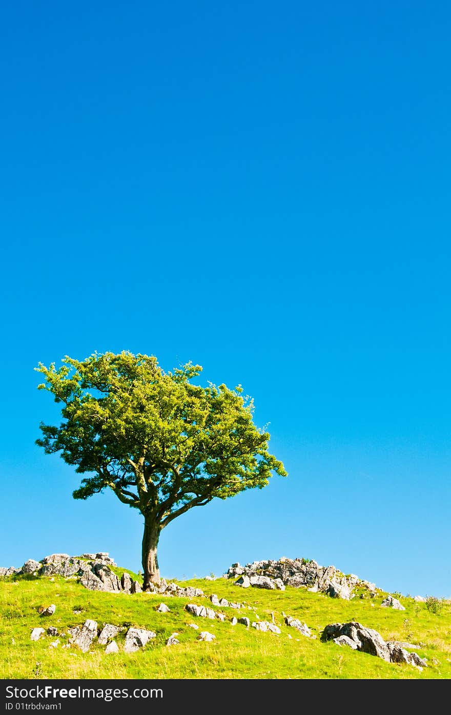 Tree on Hill